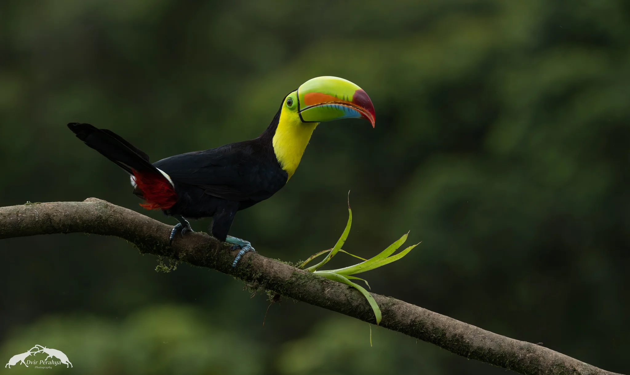Keel-billed toucan, Boca Tapada
